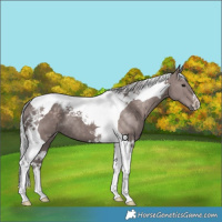 Horse Color:Platinum Silver Black Tobiano 