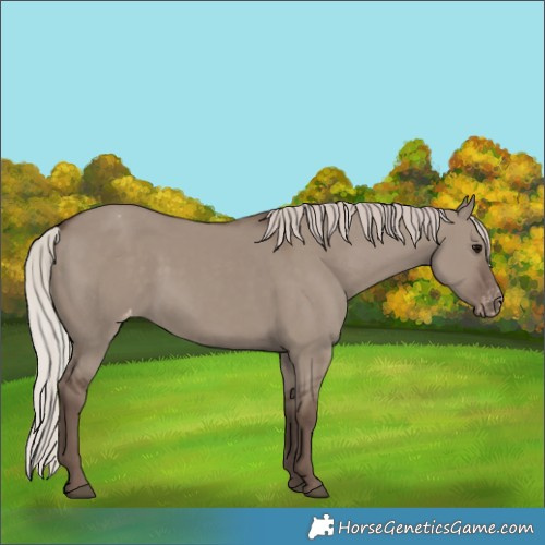 Horse Color:Silver Grullo Appaloosa 