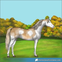 Horse Color:White Spotted Chocolate Palomino Dun Splash Rabicano 