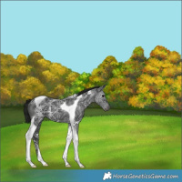 Horse Color:Gray Black Ice Tobiano 