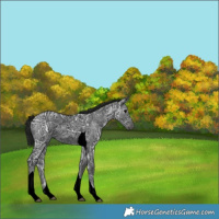 Horse Color:Gray Void Black Ice Tobiano 