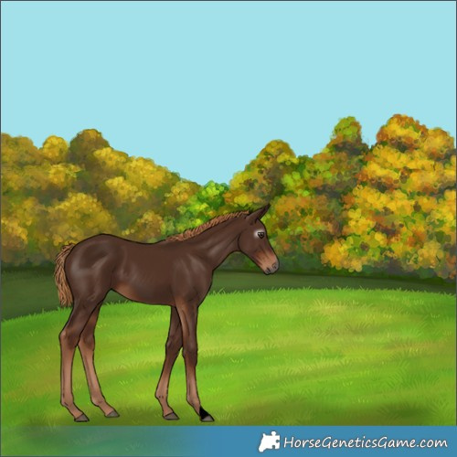 Horse Color:Gray Void Chestnut 