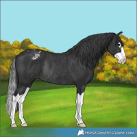 Horse Color:Black Splash Varnish Rabicano 