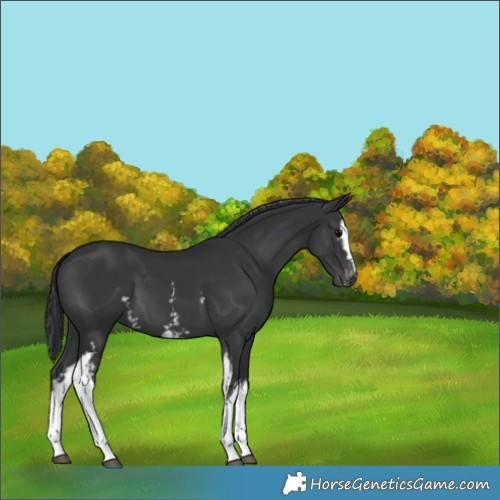 Horse Color:White Spotted Black Appaloosa 