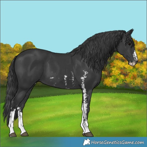 Horse Color:Black Sabino