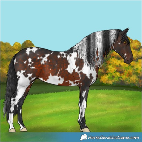 Horse Color:White Spotted Brown
