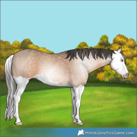 Horse Color:Gray Amber Champagne Splash Varnish