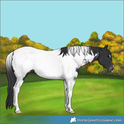 Horse Color:Black Tobiano Appaloosa 