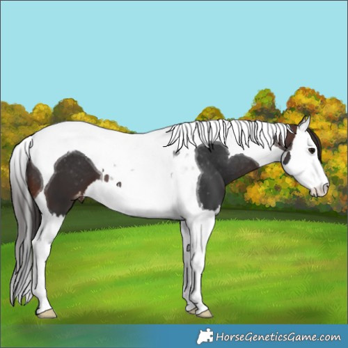 Horse Color:Brown Splash Tobiano Appaloosa 