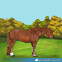 Horse Color:Chestnut Tobiano
