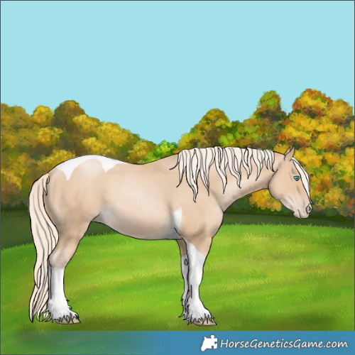Horse Color:Palomino Pearl Tobiano 