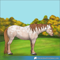 Horse Color:Red Ice Roan Rabicano 
