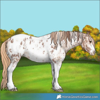 Horse Color:Chestnut Sabino Tobiano Appaloosa and Gold Champagne Sabino Tobiano Frame Appaloosa