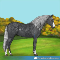 Horse Color:Silver Black Chinchilla 