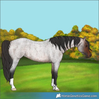 Horse Color:Brown Roan Rabicano 