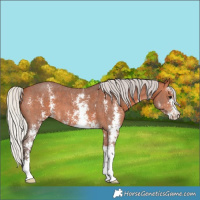 Horse Color:Silver Bay Sabino 