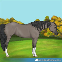 Horse Color:Grullo 