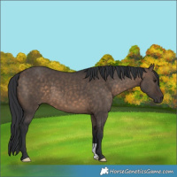 Horse Color:Brown Dun 