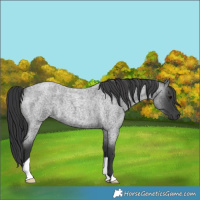 Horse Color:Blue Roan 