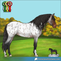 Horse Color:Brown Roan Appaloosa 