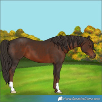 Horse Color:Liver Chestnut 