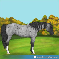 Horse Color:Blue Roan 