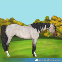 Horse Color:Brown Roan Dun 