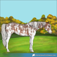Horse Color:Silver Brown Sabino 