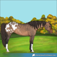 Horse Color:Brown Dun Varnish 