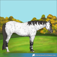 Horse Color:Grullo Roan Near Leopard 