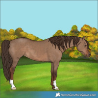 Horse Color:Liver Red Dun