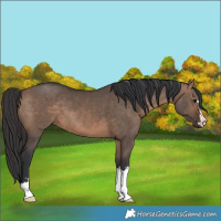 Horse Color:Brown Dun 