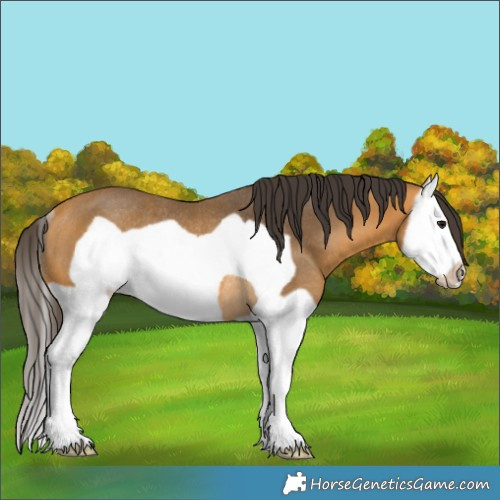 Horse Color:Buckskin Splash Frame Rabicano 