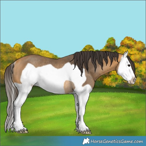 Horse Color:Buckskin Splash Frame Rabicano 