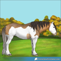 Horse Color:Buckskin Splash Frame Rabicano 