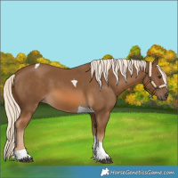 Horse Color:Chocolate Palomino Tobiano 
