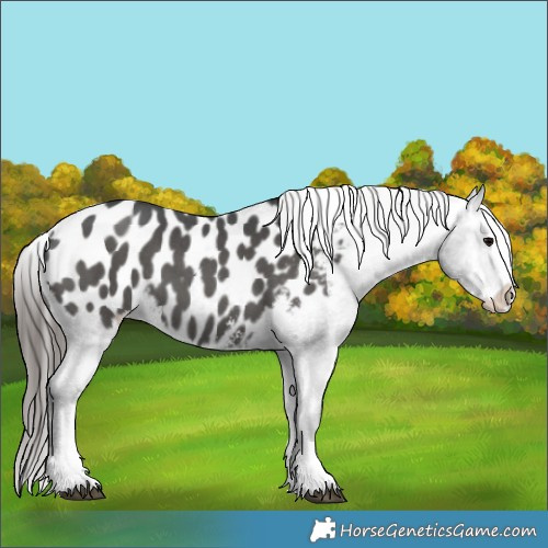 Horse Color:Black Sabino Splash Appaloosa 