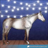 Horse Color:Gray Chestnut 