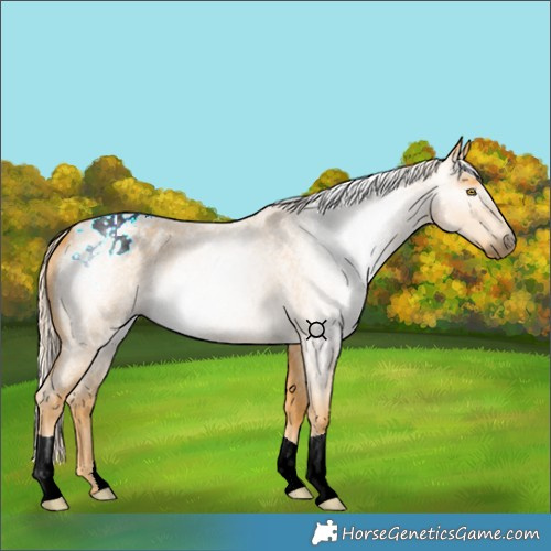 Horse Color:Gray Palomino Roan Appaloosa 