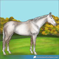 Horse Color:Gray Silver Smoky Creme
