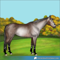 Horse Color:Gray Bay Rabicano