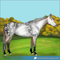 Horse Color:Gray Buckskin Near Leopard Rabicano 