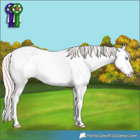 Horse Color:Smoky Creme Sabino Splash Frame 