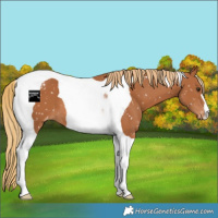 Horse Color:Chestnut Tobiano Snowflake Varnish 