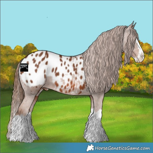 Horse Color:Chestnut Splash Appaloosa 