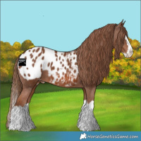 Horse Color:Chestnut Splash Appaloosa 