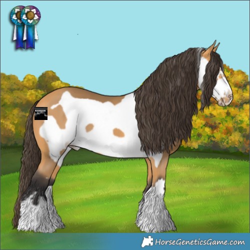 Horse Color:Buckskin Frame 
