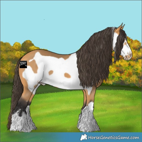 Horse Color:Buckskin Frame 
