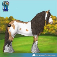 Horse Color:Buckskin Frame