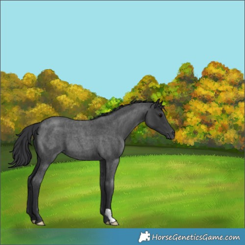 Horse Color:Blue Roan 